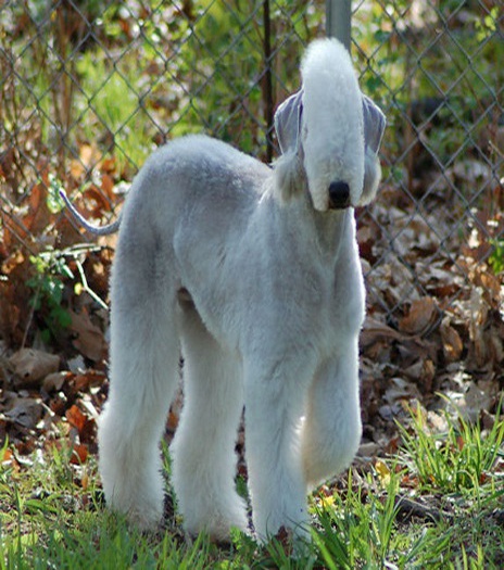 how much does a bedlington terrier puppy cost